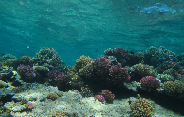 Buceo Mar Rojo Sharm el Sheikh