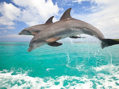 Viaje Buceo Roatán