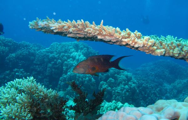 Buceo Mar Rojo Hurghada