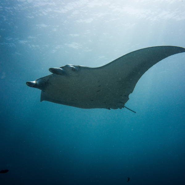 Viaje Buceo en Grupo Maldivas