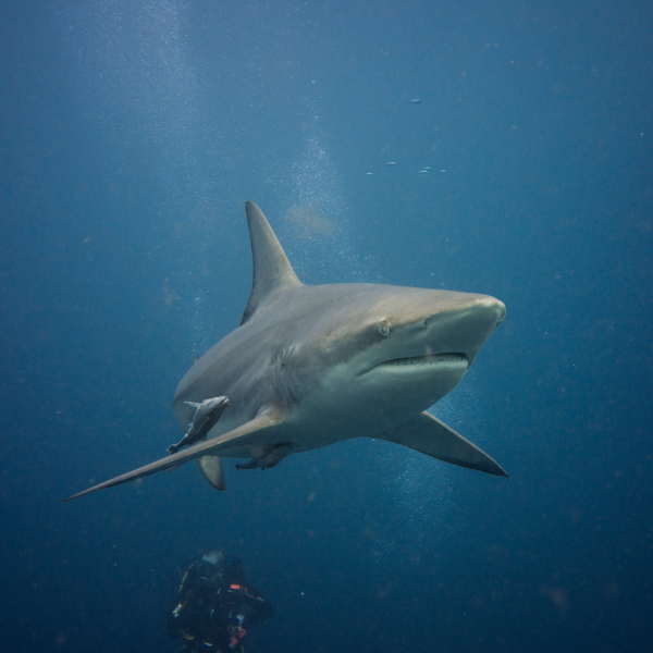 Viaje Buceo Sudafrica