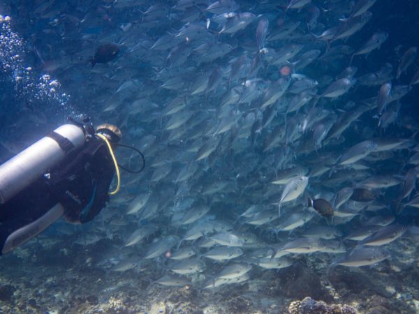 Viaje Buceo Malasia