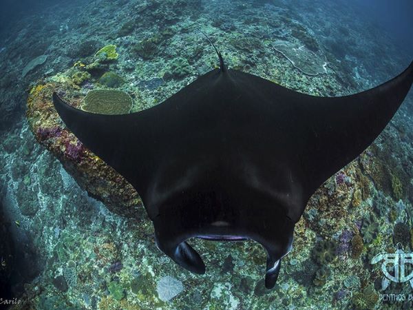 Manta Point foto de Benthos Dive resort