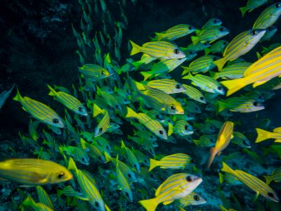 Grupo de peces