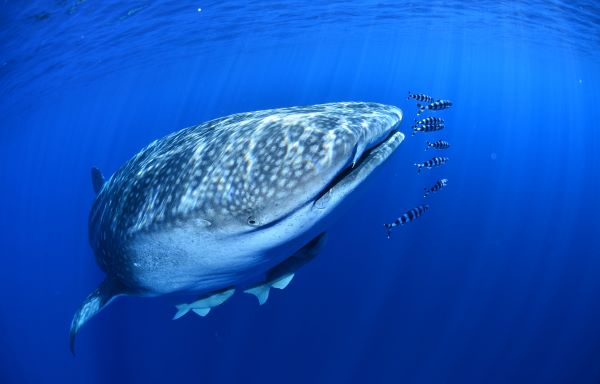 Tiburón Ballena