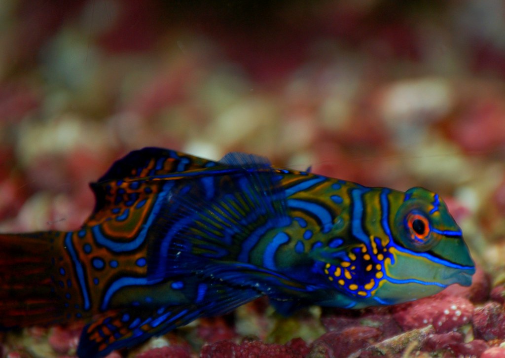 Oferta Viaje Buceo Cebú