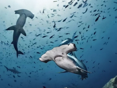 Tiburones martillo durante inmersión en Santa Cruz