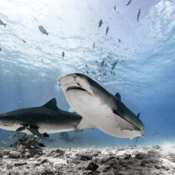 Oferta Buceo Fuvahmulah