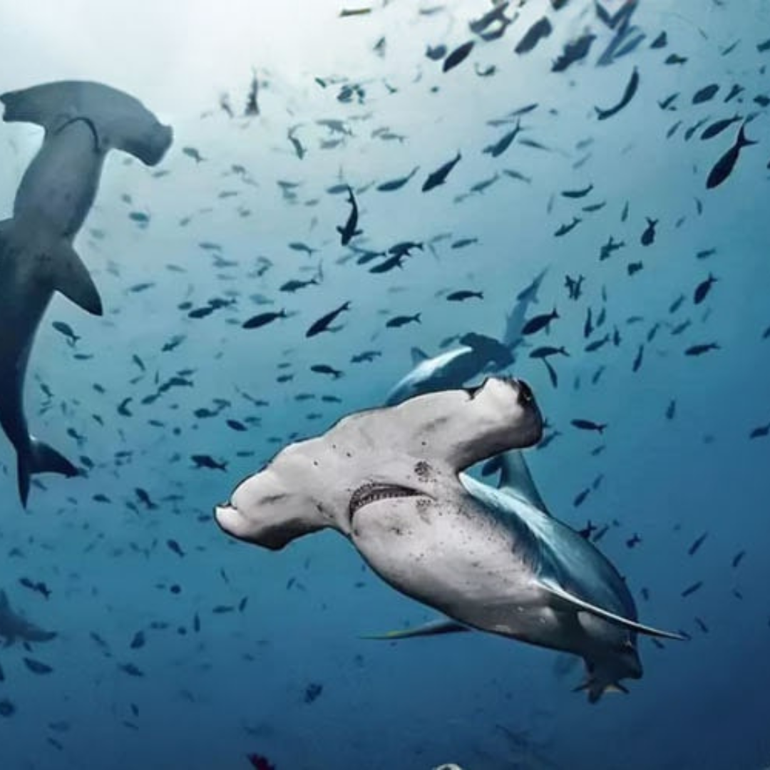 Imagen de 2 tiburones martillos en Santa Cruz