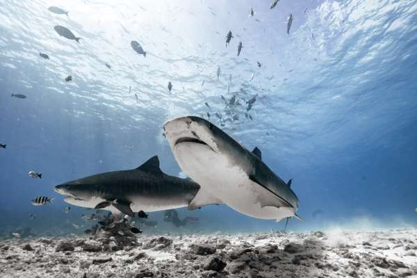 Buceadores observando tiburones tigre en una inmersión segura en Fuvahmulah